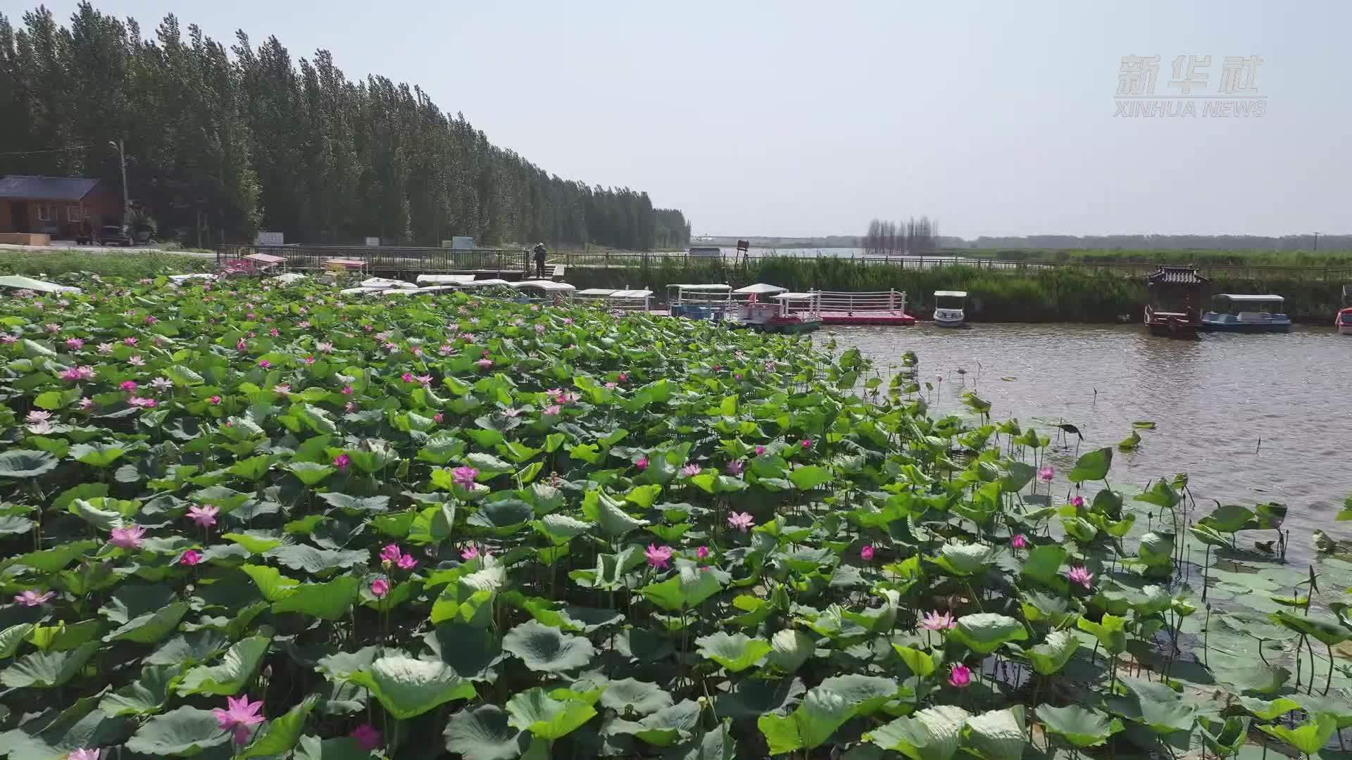 千城胜景｜河北故城：大运河畔荷花盛开夏意浓