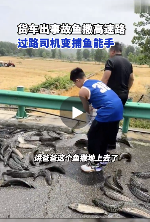 安徽一货车出事故致鱼撒高速路 过路司机变捕鱼能手