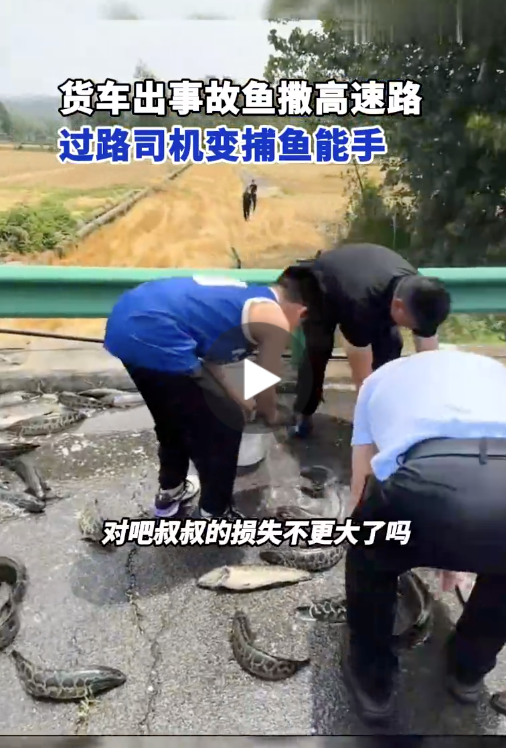 安徽一货车出事故致鱼撒高速路 过路司机变捕鱼能手