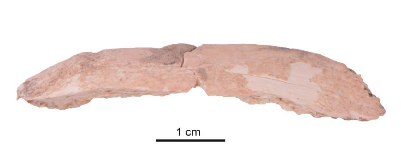 新发现的丹尼索瓦人肋骨化石