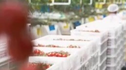智慧农业上分　小番茄“添彩”富民新村群众增收路