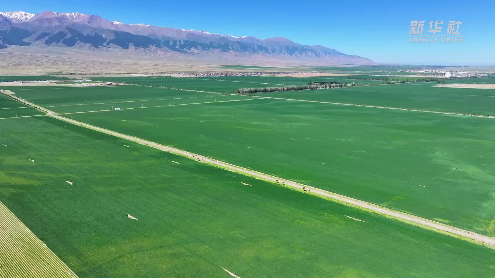 千城胜景｜东天山下万亩春麦绿如毯