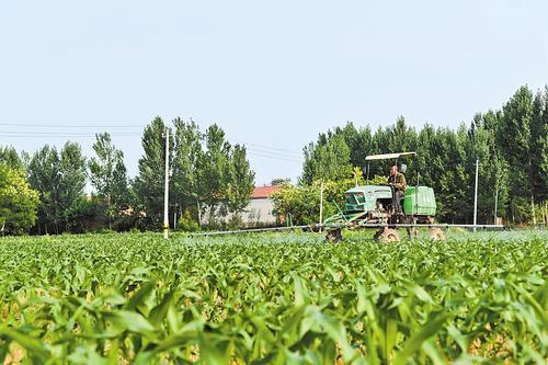 7月10日,武强县街关镇崔留贯村的千亩农田里,一台玉米打药机正来回穿梭,喷洒除草剂。 本报记者 焦 磊摄