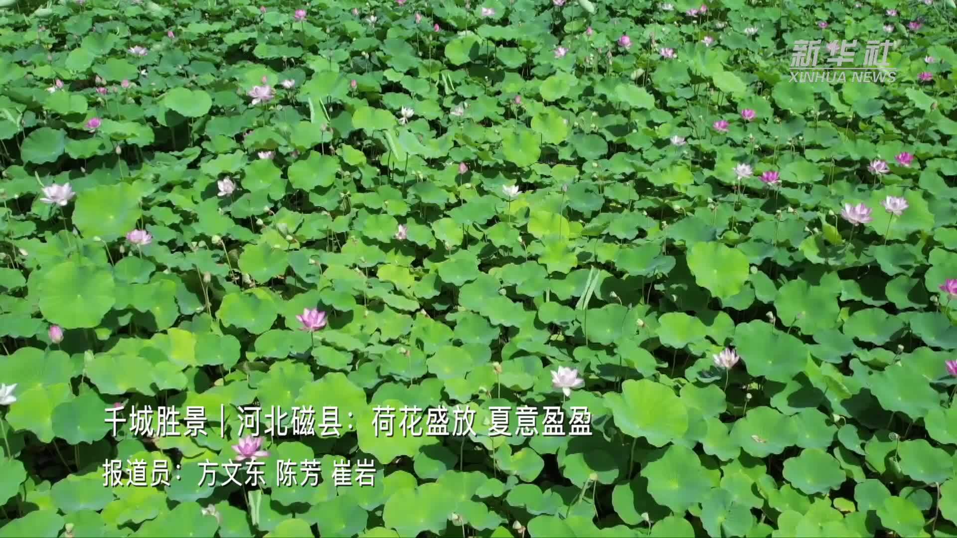千城胜景|河北磁县:荷花盛放 夏意盈盈_凤凰网视频_凤凰网