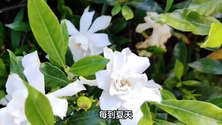 新茶饮带火栀子花，其收购价涨到40元一斤？