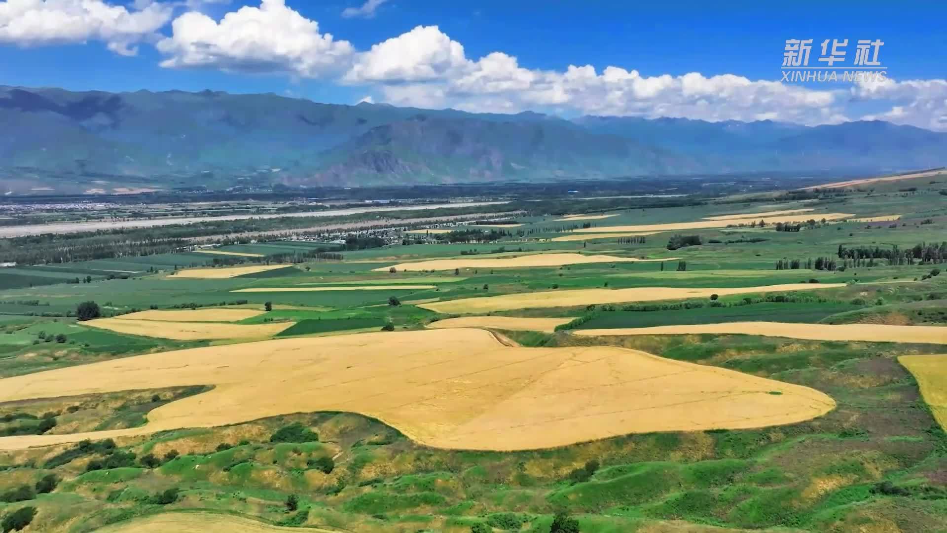 伊犁夏收 美得像一幅油画