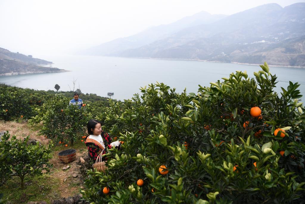 奉节县永乐镇村民在采摘脐橙。新华社记者王全超 摄