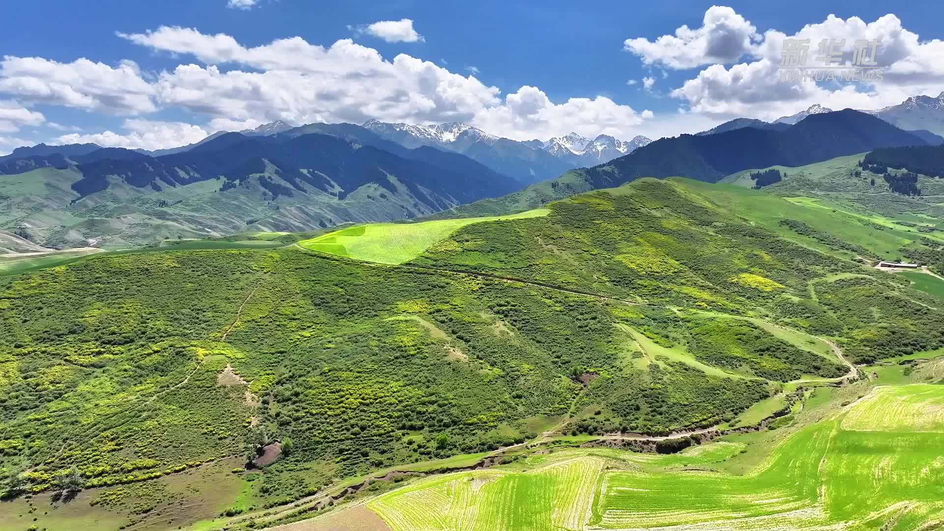 千城胜景｜新疆吉木萨尔县：宽刺蔷薇花盛开 漫山遍野迷人眼