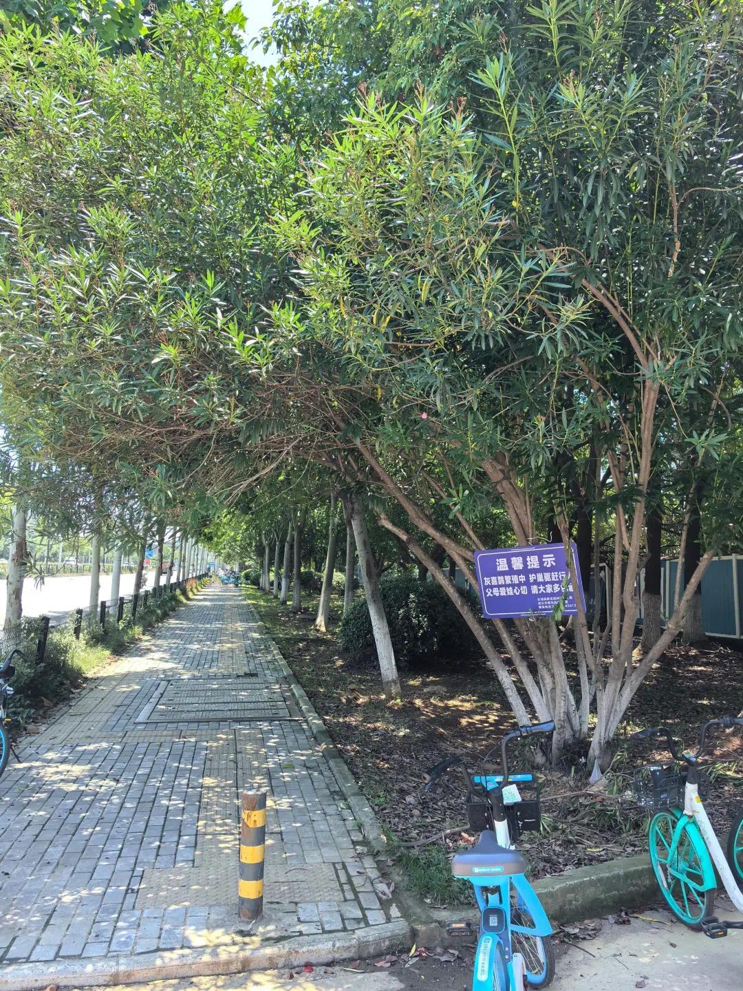 护鸟牌怎么写武汉市民反映一个月被鸟类袭击6次 园林部门在树上悬挂提示牌_https://www.jmylbn.com_新闻资讯_第4张