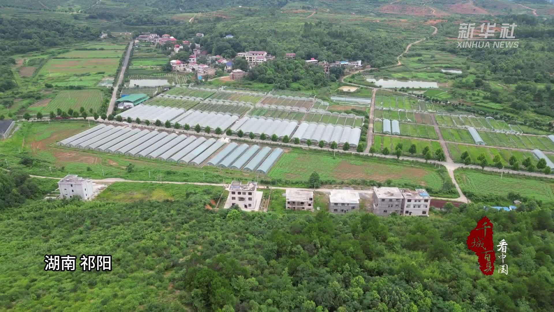 千城百县看中国｜湖南祁阳：巧用育秧大棚套种蔬菜再“生金”