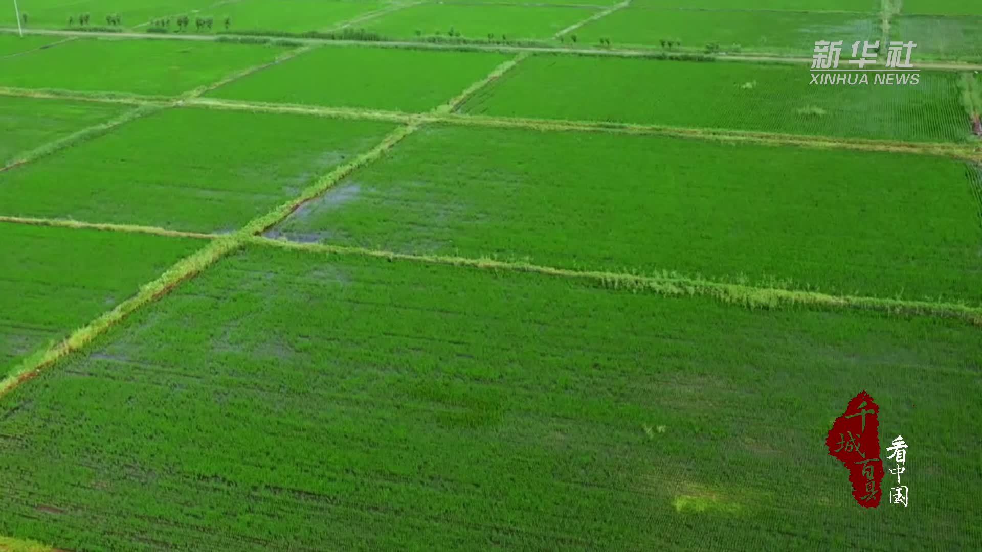 千城百县看中国｜内蒙古阿荣旗：稻田里的生态经济