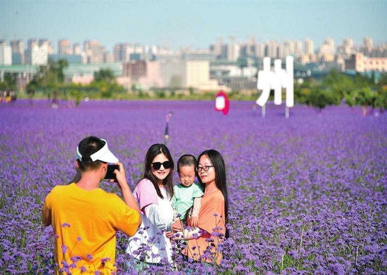 夏日的新区，满目葱绿，花香四溢。游客在临港花海赏花游玩。