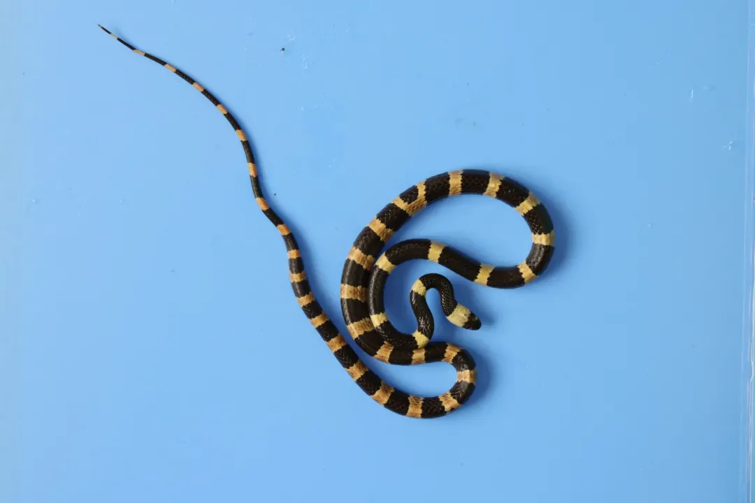 江西首次发现刘氏白环蛇