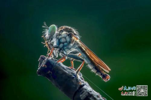 郑明辉作品:《食虫虻捕食》
