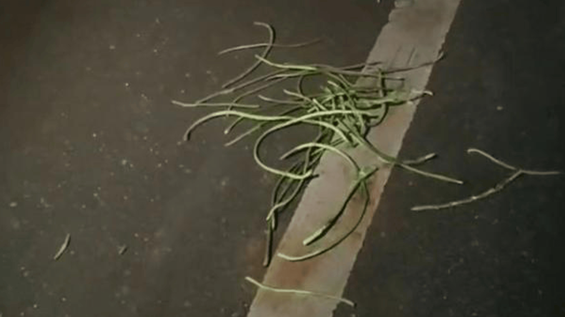 官方通报公职人员和教师偷摘豆角，与村民肢体冲突