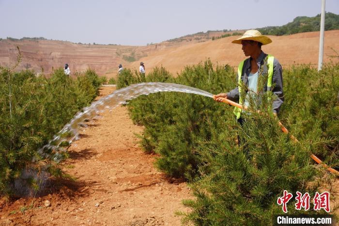 三门峡市渑池县高桥矿山生态修复治理区内，工人为白皮松浇水。韩章云 摄