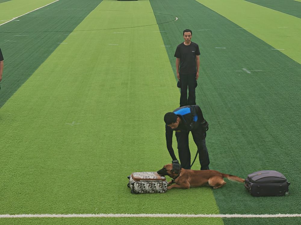训导员正在训练警犬　新华社记者　崔翰超　摄