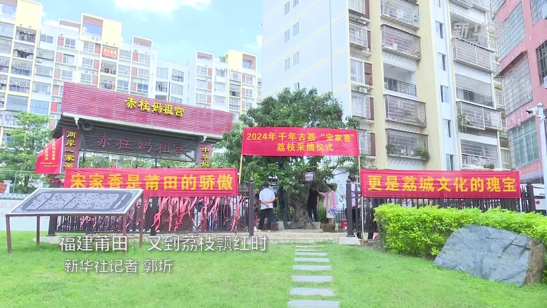 福建莆田：又到荔枝飘红时