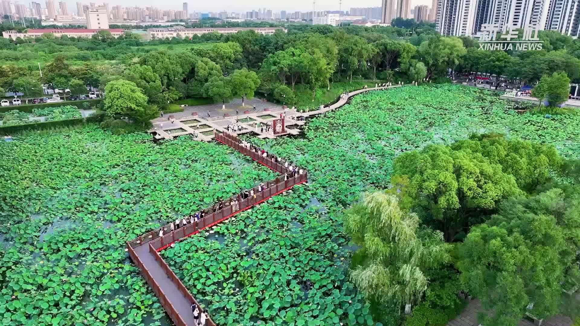 江苏常州：荷花盛开引客来