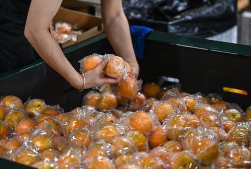 ▲潼南区雪王农业（重庆）有限公司，工人们正在分拣从冷藏库运出的鲜果。记者 郑宇 摄