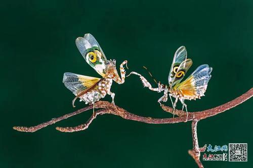 郑明辉作品:《求偶舞-1》