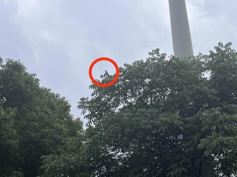 护鸟牌怎么写武汉市民反映一个月被鸟类袭击6次 园林部门在树上悬挂提示牌_https://www.jmylbn.com_新闻资讯_第5张