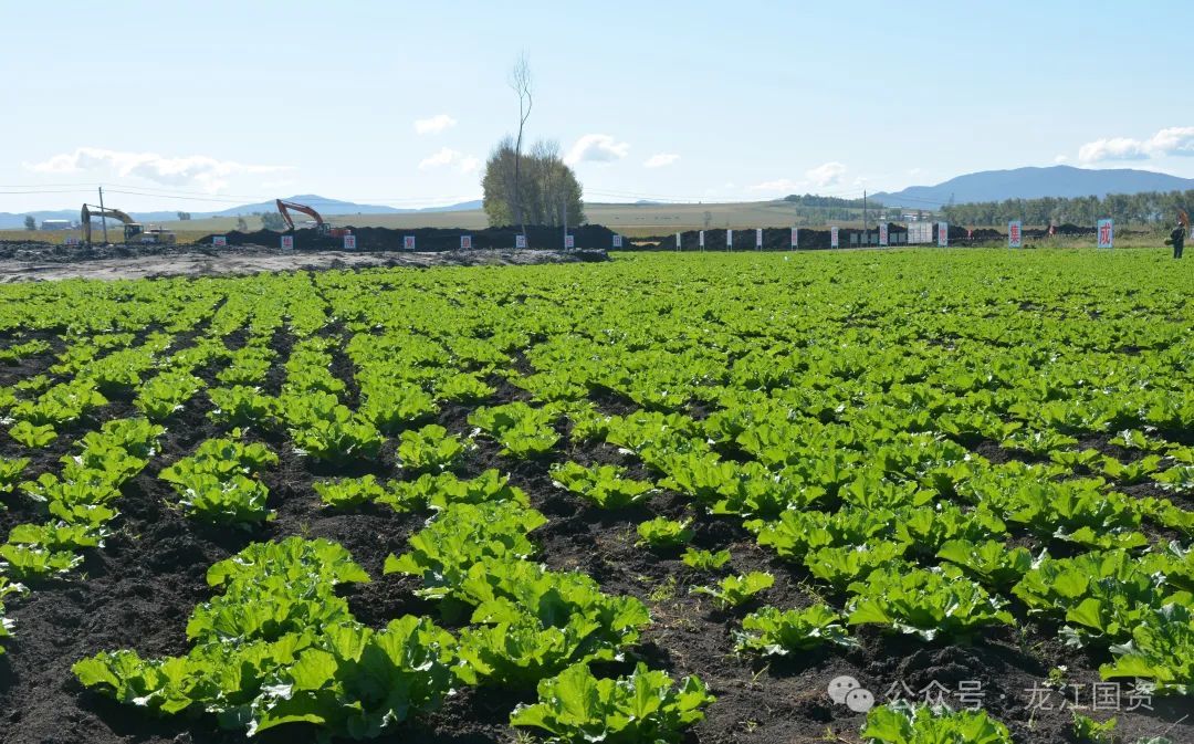 龙煤双鸭山公司双阳煤矿沉陷区复垦的土地上长出了绿油油的白菜 摄影 王华明