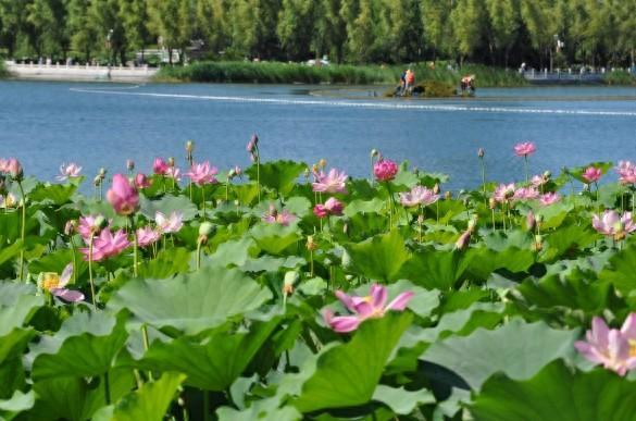 莲花池公园今夏已发现4朵并蒂莲