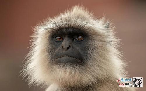 肖戈作品:《黑叶猴的目光》