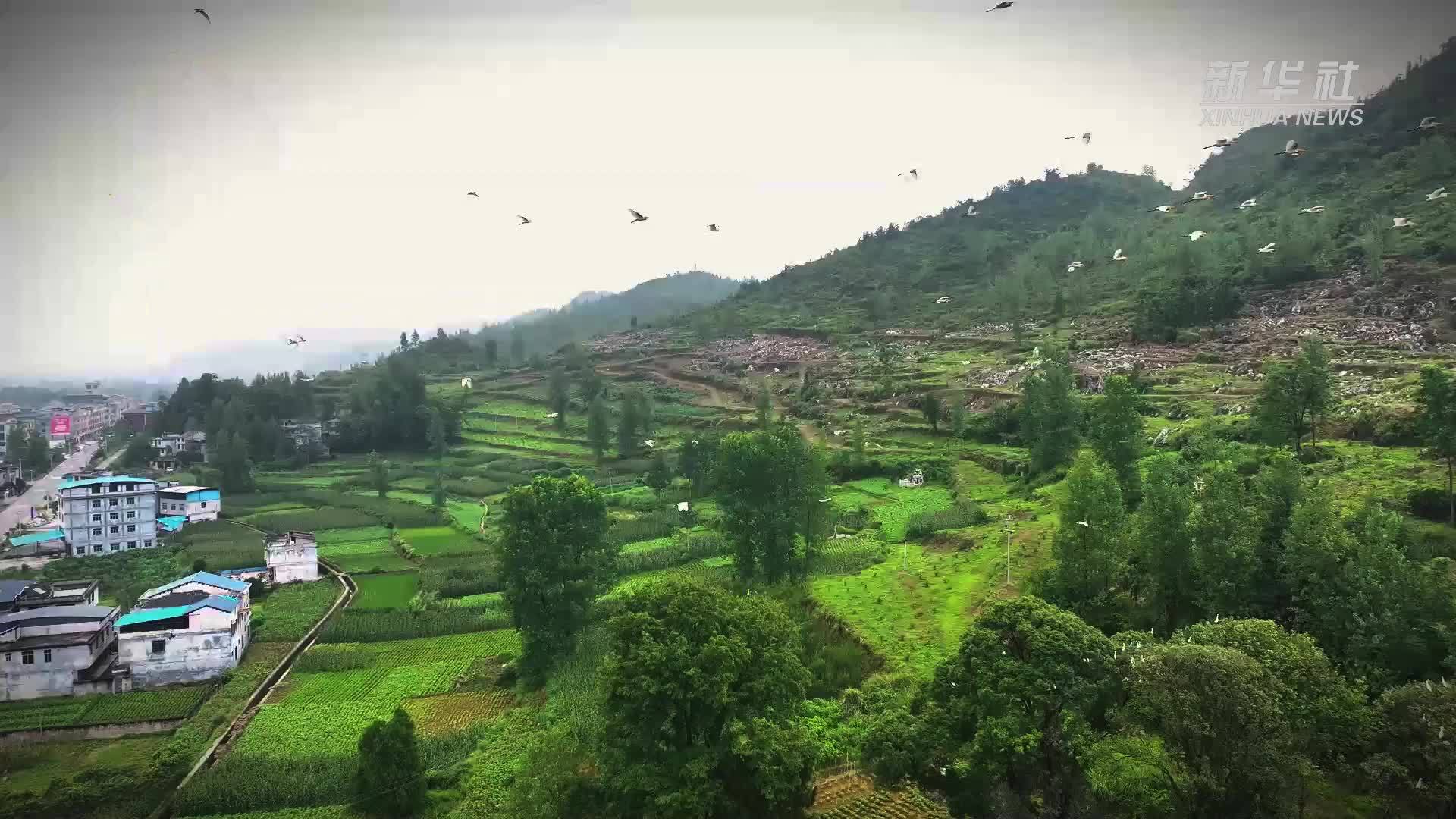 重庆酉阳：瞰水清岸绿 鹭鸟筑巢安家