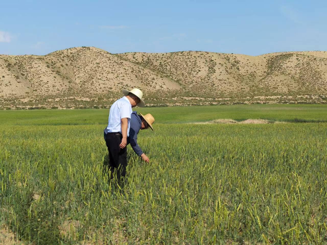 小麦长势喜人