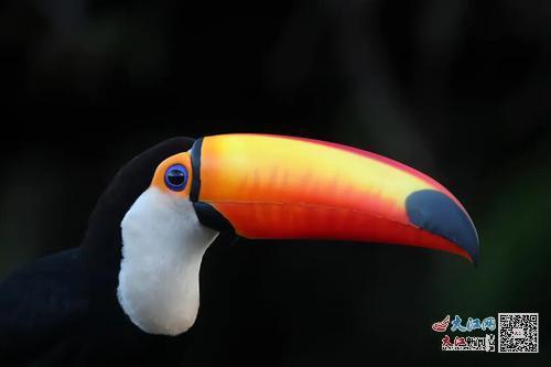 肖戈作品:《巨嘴鸟》