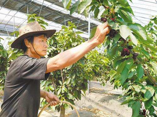 7月5日，张北县郝家营乡五福堂村中都现代农业产业园的樱桃大棚里，工人正在采摘樱桃。本报记者 王峻峰摄
