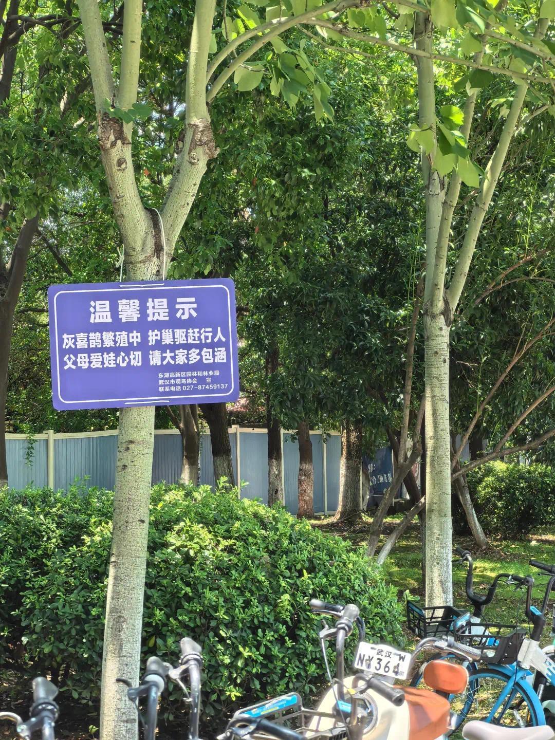 护鸟牌怎么写武汉市民反映一个月被鸟类袭击6次 园林部门在树上悬挂提示牌_https://www.jmylbn.com_新闻资讯_第2张