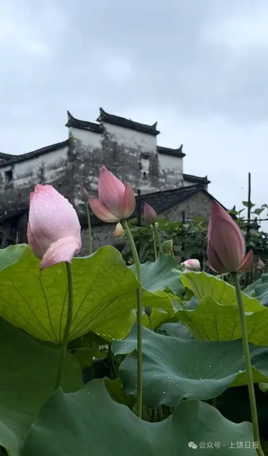 婺源严田景区含苞待放的荷花与粉墙黛瓦相映成趣。