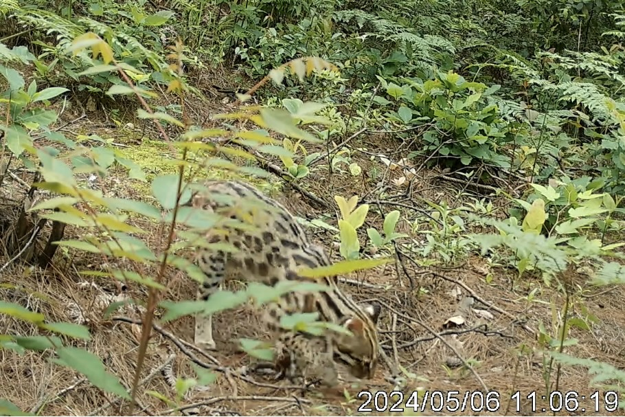 图为金童山片区同一地点不同时间的正常豹猫影像资料