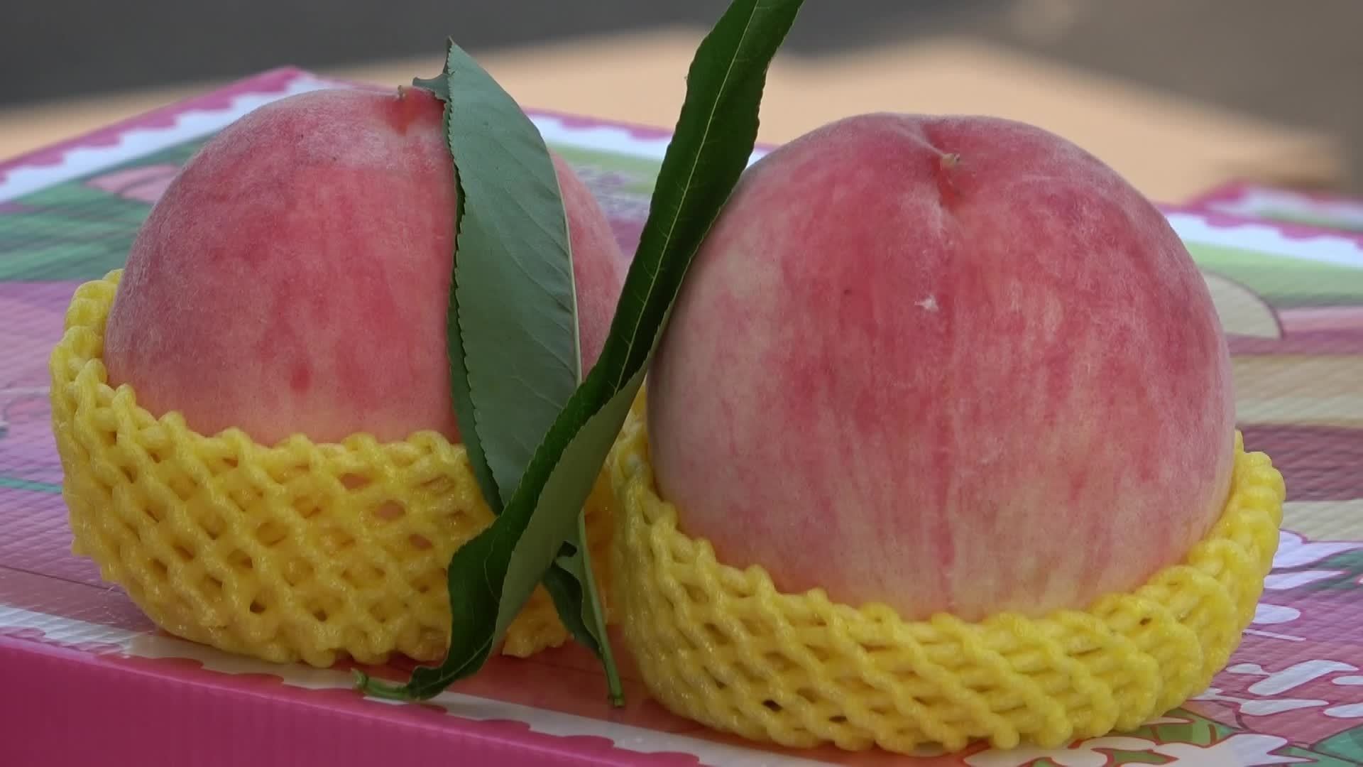 这大京红水蜜桃真的惊艳到了我