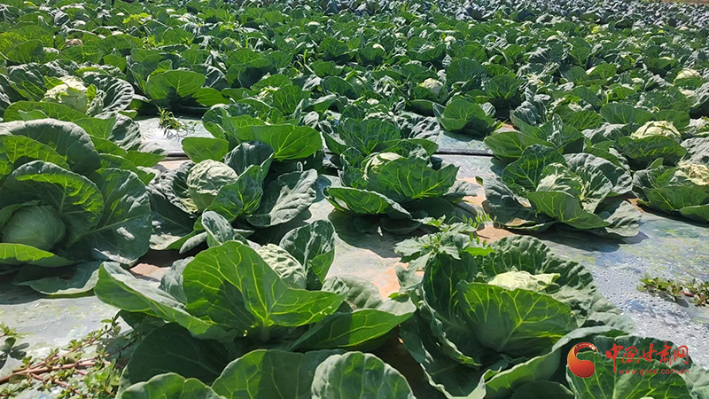 种植基地里的莲花白　图片由受访者提供