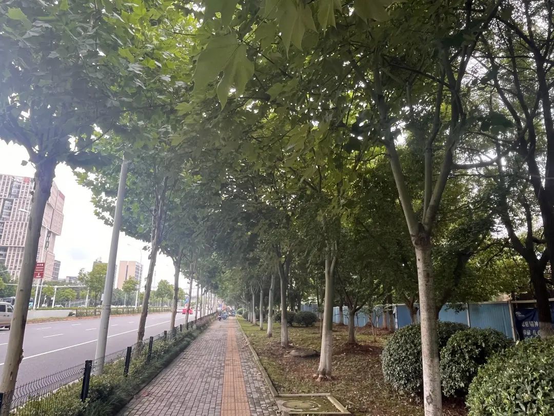 护鸟牌怎么写武汉市民反映一个月被鸟类袭击6次 园林部门在树上悬挂提示牌_https://www.jmylbn.com_新闻资讯_第1张