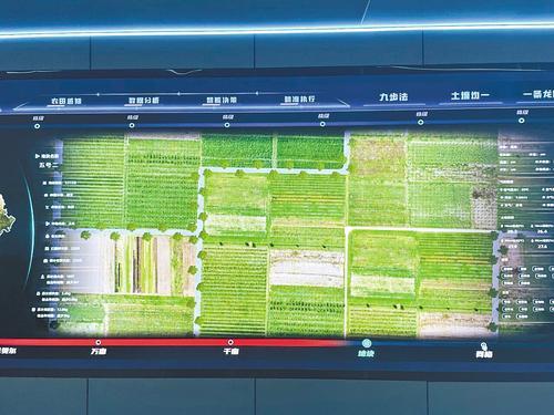 6月26日，中国科学院雄安创新研究院“伏羲农场”数据指挥中心展示的作物信息图。 本报记者 魏 雨摄