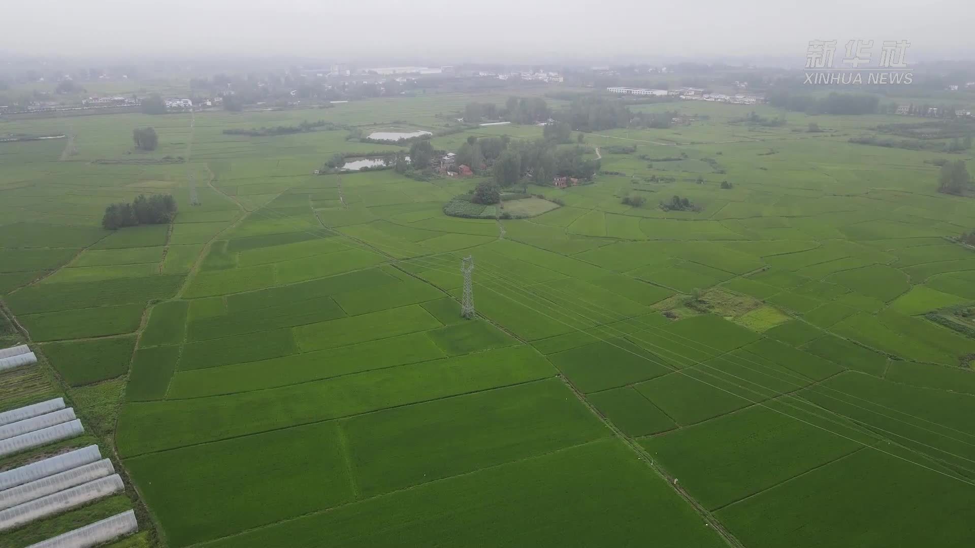 新华全媒+丨河南发布农田渍涝灾害中风险预警 各地积极应对