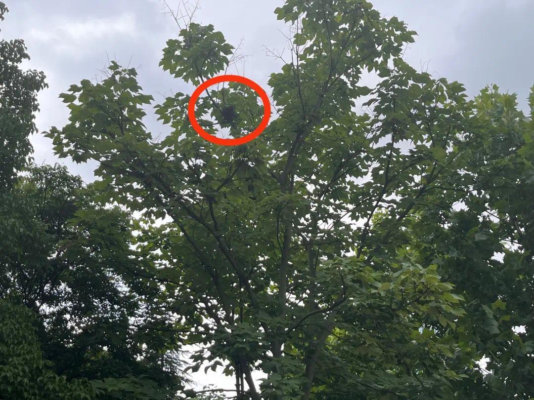 护鸟牌怎么写武汉市民反映一个月被鸟类袭击6次 园林部门在树上悬挂提示牌_https://www.jmylbn.com_新闻资讯_第3张