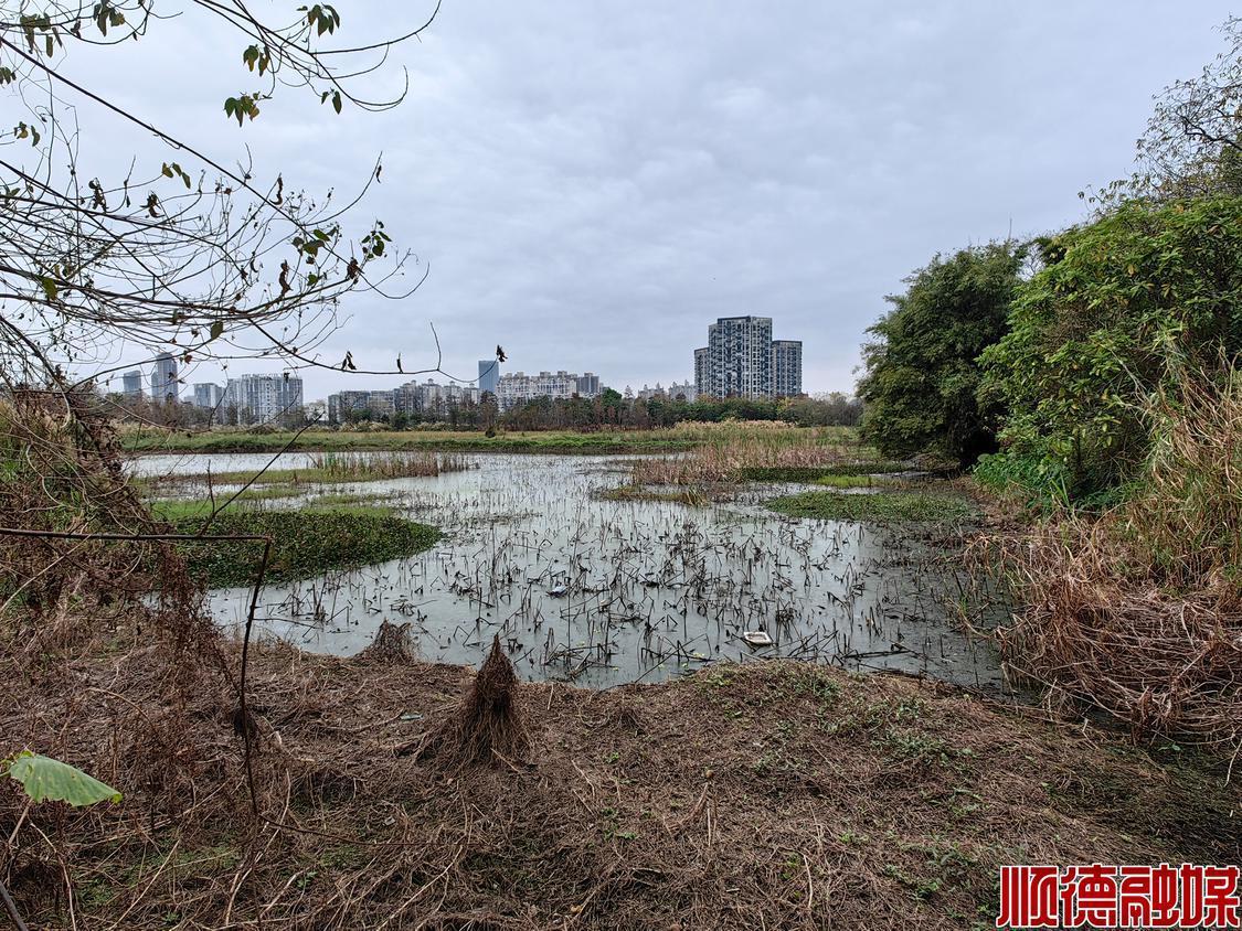 顺风岛林相结构老化、景观单调、湿地退化等问题日益严峻。