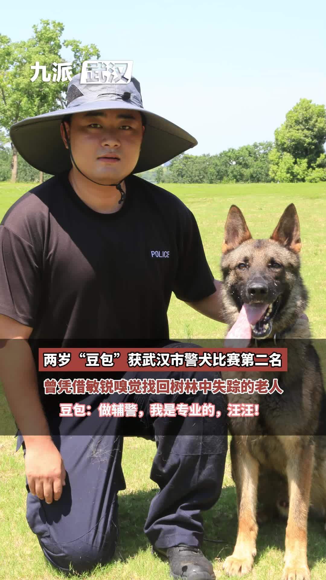 两岁豆包获武汉市警犬比赛第二名:曾凭借敏锐嗅觉找回树林中失踪的