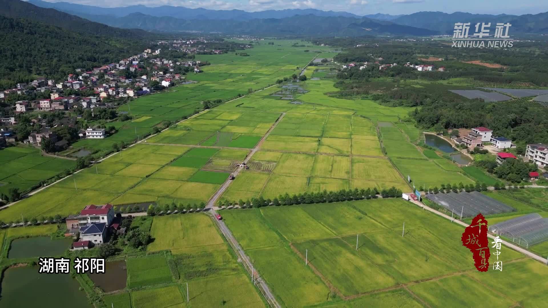 千城百县看中国｜湖南祁阳：早稻开镰收割