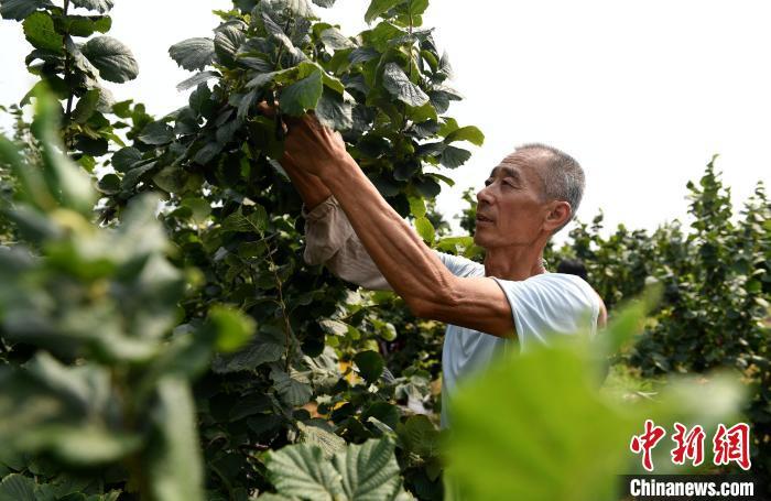 河北阜城4000亩鲜食榛子“抢鲜上市”