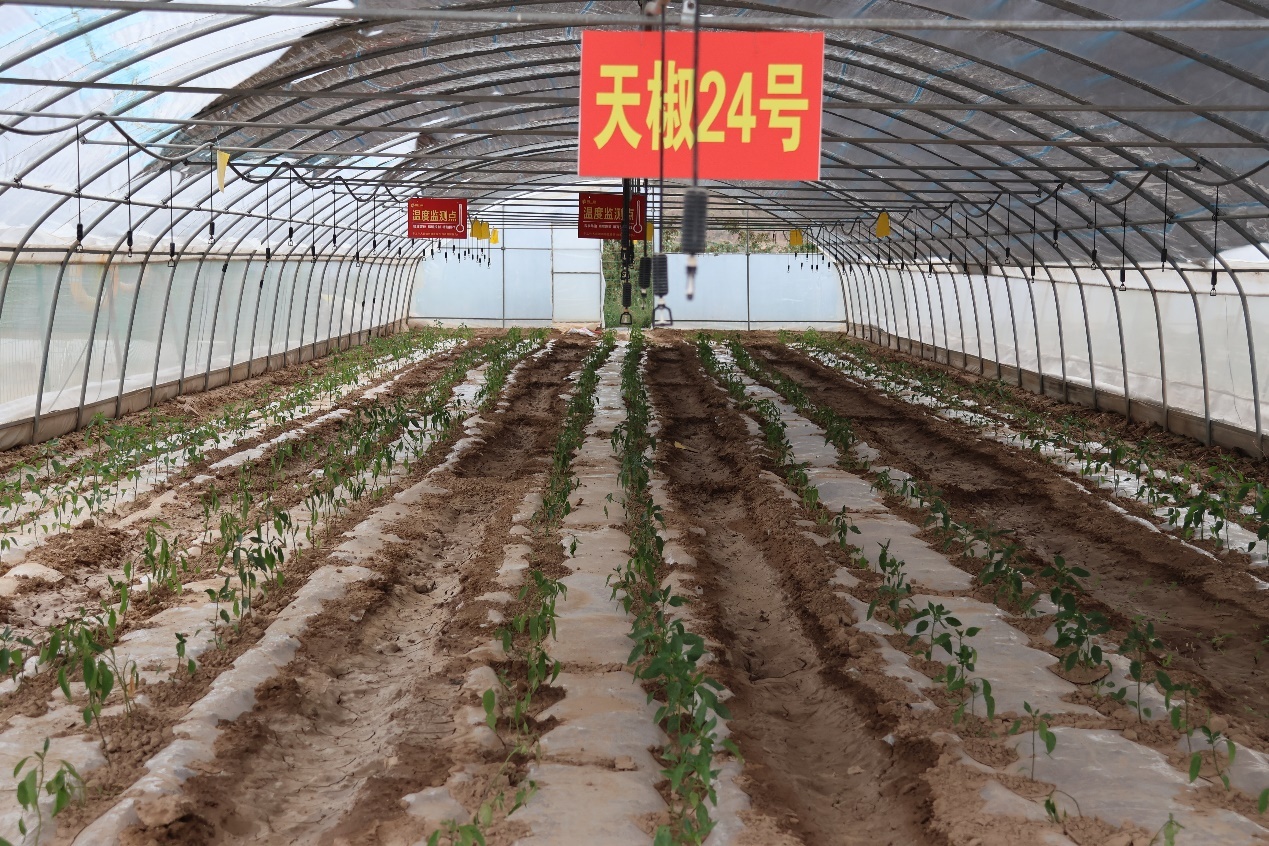 甘谷县当地一家农业企业基地里种植的辣椒苗　付晓晴　图