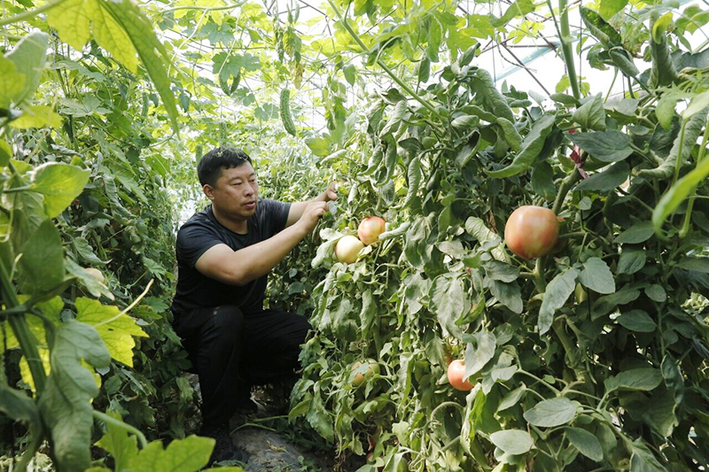 1 6月25日，唐山市路北区顼鸿果蔬农民专业合作社负责人李光正帮着村民打理大棚内的苦瓜秧。  河北日报记者 师源摄.jpg