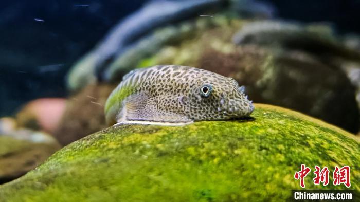 图为珠鳍爬岩鳅活体照。　(资料图，唐文乔团队供图)