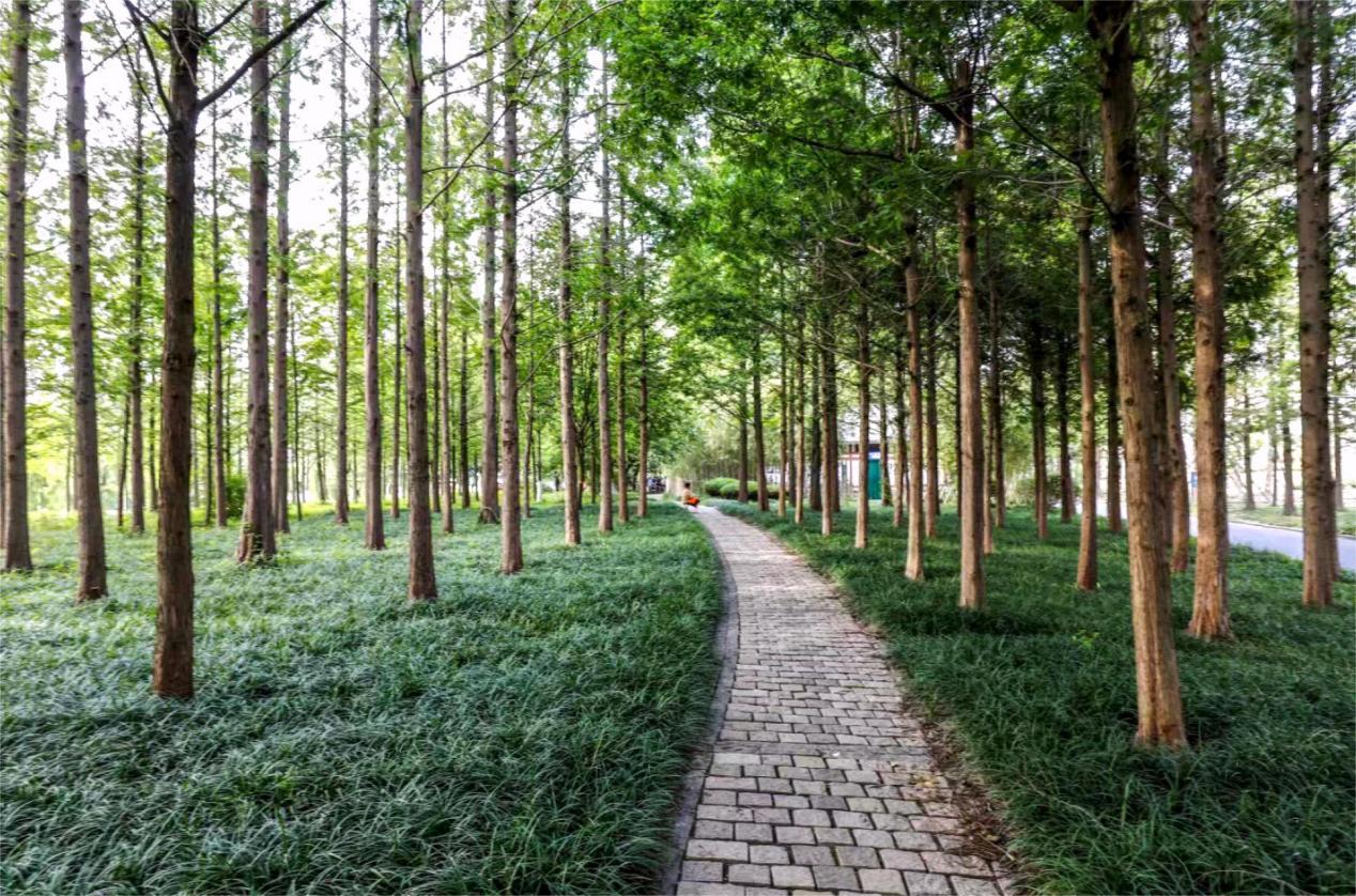 公园里高大的树木形成了一片片清凉的树荫。郭宝安 摄